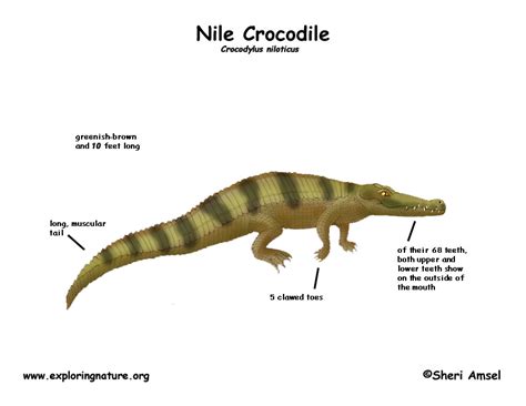 nile crocodile life span